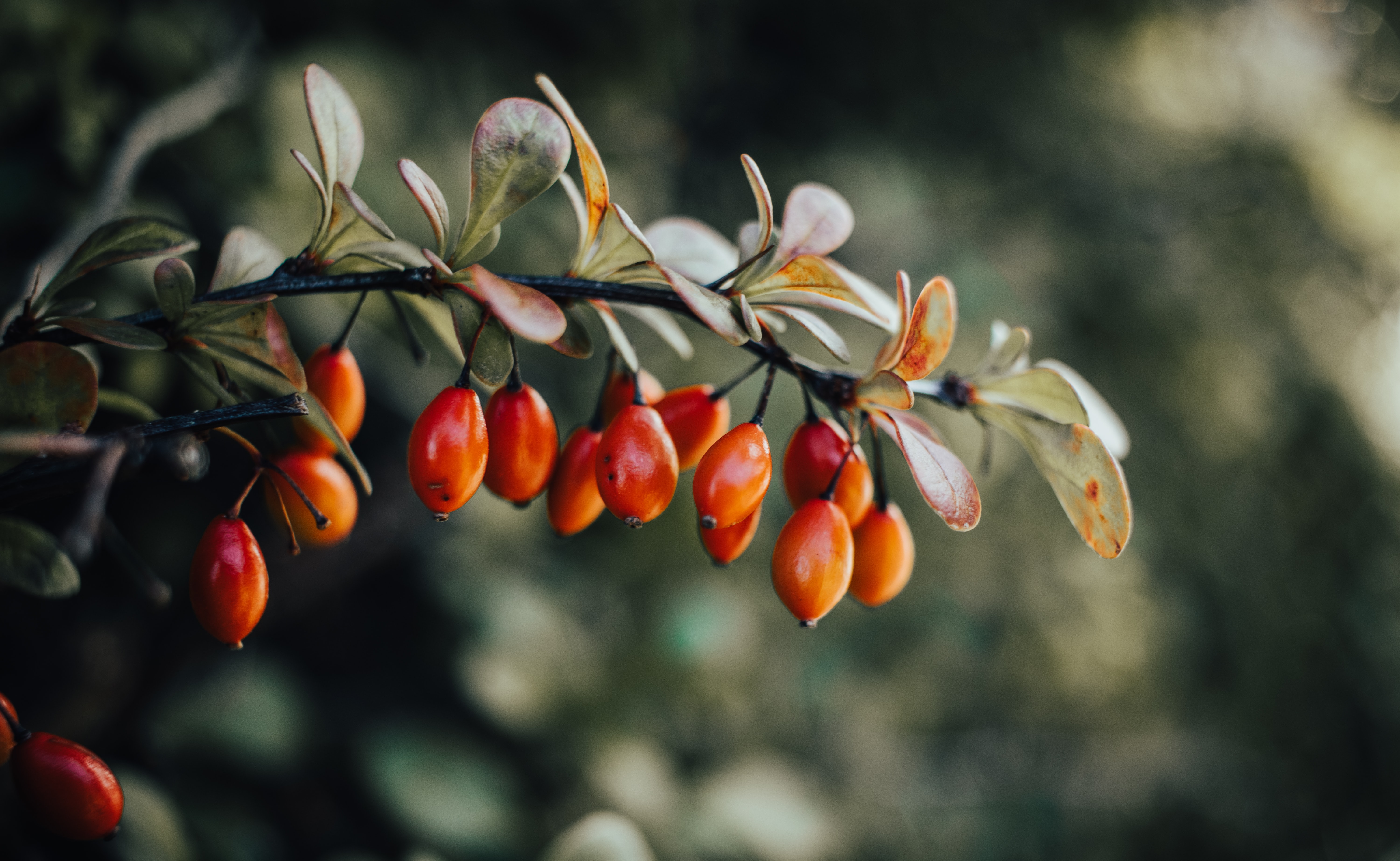 Why Do We Love Rosehip Seed Oil
